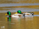 Mallard Duck - Kaczka Krzyżówka